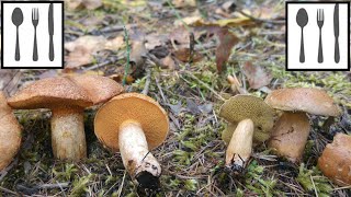 Porównanie Maślak trydencki Suillus tridentinus vs Maślak sitarz Suillus bovinus [upl. by Eberhard]