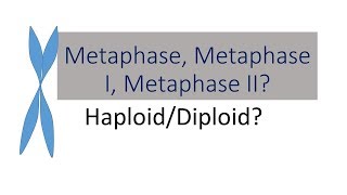 Tell the Difference between Metaphase Metaphase I Metaphase II  Bio 101 [upl. by Ailana10]