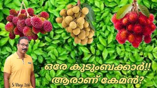 Rambuttan Vs Pulasan Vs Longan  വീഡിയോ കണ്ട ശേഷം ഇതിൽ ഏത് നടണം എന്ന് ഉറപ്പിച്ചോളൂ 🥰🥰 [upl. by Ainnos]