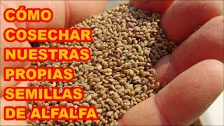 ALFALFA Medicago sativa CÓMO OBTENGO LAS SEMILLAS  37 VIDEOLUNES [upl. by Clabo]