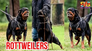 Top 7 ROTTWEILER Breeders In INDIA  BILLA BOYKA [upl. by Solana]