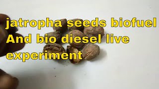 jatropha seeds biofuel And bio diesel live experiment videos 2018 future energy source in the world [upl. by Hgalehs666]