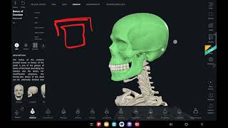 HampN anatomy II majed rumman II skull part 1 [upl. by Bixby]