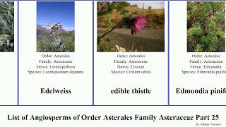 List of Angiosperms of Order Asterales Family Asteraceae Part 25 echinops eastern dwarf fleabane [upl. by Buttaro]