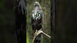 Crested Hawk Eagle I Birds of Prey I Eagles of India [upl. by Tav270]