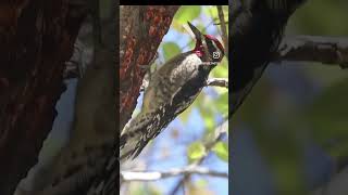 Rednaped sapsucker [upl. by Stromberg]