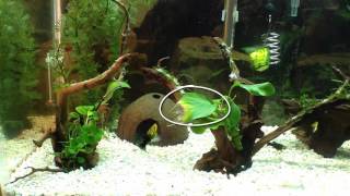 How To Recognize A Potassium Deficiency In Your Aquarium Plants [upl. by Eelahc]