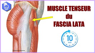 ORAL DANATOMIE  MUSCLE TENSEUR DU FASCIA LATA en 10 minutes [upl. by Elatan183]