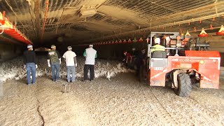 Transporting Chickens To Processing [upl. by Suertemed]