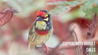 Coppersmith barbet  calls [upl. by Assinna]