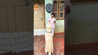 Adorable Labrador training youtube doglover labradorlovers adorabledog shorts [upl. by Pudendas]