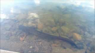 Giant eel spotted at Grand Bassin lake in Mauritius [upl. by Enniroc]