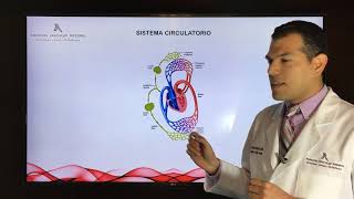 3 Que es el Sistema Circulatorio [upl. by Pallaten]