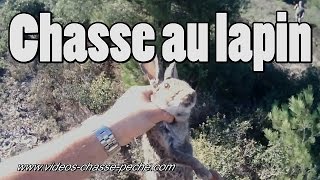 Chasse au lapin aux chiens courants [upl. by Ainatit]