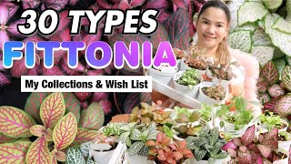 30 TYPES of FITTONIA  Different Varities of FITTONIA  BASIC CARE TIPS  Lovekye8 [upl. by Nnayecats]