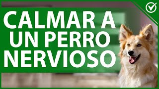 🐩 Cómo Calmar A un Perro Nervioso  Guía de Relajación Para tu Perro Ansioso 🐩 [upl. by Copeland]