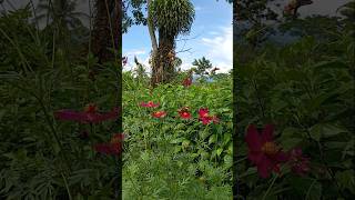 Cosmos Caudatus and Butterfly [upl. by Jaco]