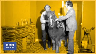 1975 Noddy the horses LUXURY STABLE  Nationwide  Weird and Wonderful  BBC Archive [upl. by Dionisio]