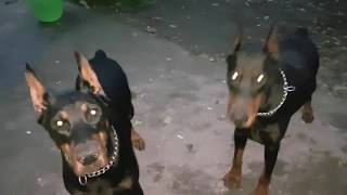 Sapık Achill  Kendi Kızına Bile Yürüyen Doberman [upl. by Lamdin]