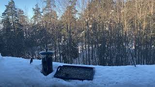 Redpoll birds at the feeder🐦‍⬛🐦‍⬛🐦‍⬛ [upl. by Remmus]