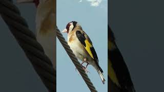 Goldfinch Singing in Nature [upl. by Delly]