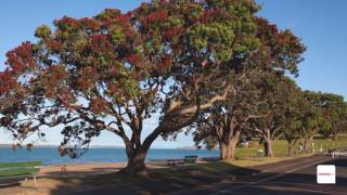 Māori Engagement Officer Biologist  A day in the life [upl. by Natsirhc]