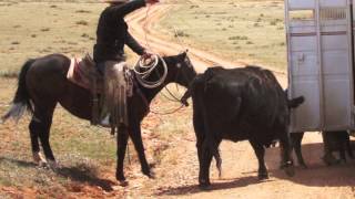 Cattle Drive at the Dryhead Ranch in Montana USA [upl. by Suivatnom952]