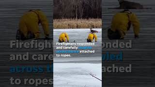 Firefighters rush to rescue deer stranded on frozen lake Shorts [upl. by Nosduj]