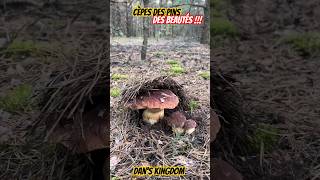 Cèpes des pins  Des beautés  cepes mushroom asmr nature champignons shorts [upl. by Ahcilef]