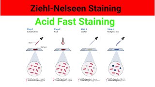 Ziehl Neelsen stain  Acid Fast Staining Test  Acid fast staining test animation [upl. by Aizirk]