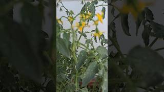 Tomato Tree tomato tomatoes plant yt ytshortsindia ytindustries ytviral ytworld [upl. by Marcellus]