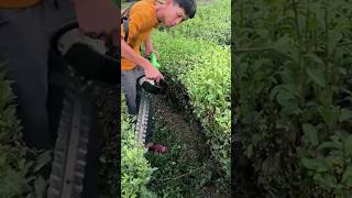 The process of trimming ornamental bushes [upl. by Anayhd]