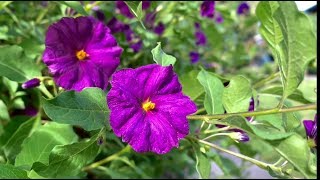 Blue Potato Bush Lycianthes Rantonnetii [upl. by Attenahs]