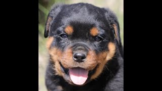 Baby Rottweilers with Mother at 4 weeks old [upl. by Alleroif]