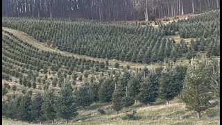 Christmas Trees Farm [upl. by Bibby]