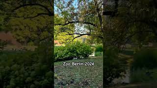 Tierpark Berlin 2024 shorts berlin tierpark camel zoo зоопарк верблюд верблюды [upl. by Nade]