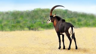 SABLE ANTELOPES FIGHTING English in Kruger National Park Season 15 [upl. by Lalo]