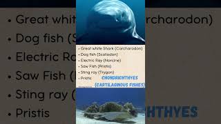 Cartilaginous Fish and Bony Fish Examples Chondrichthyes vs Osteichthyes [upl. by Illah]