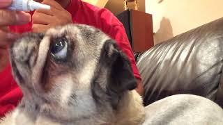 Putting eye medicine on a pug [upl. by Lorrin]