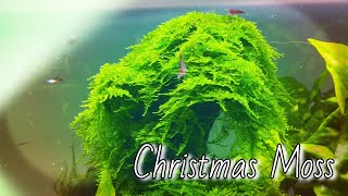 CHRISTMAS MOSS quotVesicularia montagneiquot Species Spotlight [upl. by Chandos]