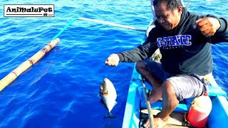 Palangre Fishing Part 2 Catch quotSTARRY TRIGGERFISHquot or Pakolquot Catch amp Cook [upl. by Hait]