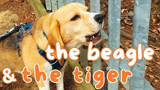 Cute Beagle Barking amp Howling as Tiger Roars [upl. by Fishbein]