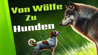 Evolution der Hunderassen Von Wölfen zu unseren besten Freund [upl. by Ona]