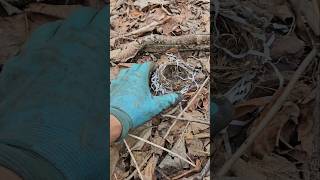 metaldetecting romania foryou nature youtubeshorts hobby detectiemetale detecting birds [upl. by Nytsua696]