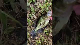 Caught This Crappie On Jig And Bobber 🎣 fishing crappie shorts outdoors jigging [upl. by Fanchie]