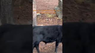 Cowboys and cowgirls shortsvideo cows cowvideos cowboys cowboy herding [upl. by Yellah]