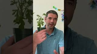 1 Mistake Your Making with Your Citronella Plant [upl. by Monty664]