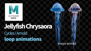 Jellyfish Chrysaora Maya Animation [upl. by Emsmus]