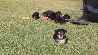 Yorkie Poo Puppies For Sale [upl. by Haff]