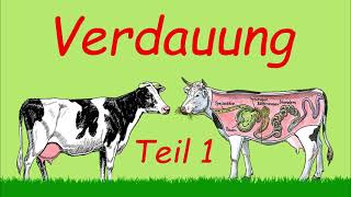 Grundlagen Verdauung  Teil 1  Podcast  Kuhles zum Kauen [upl. by Zemaj]